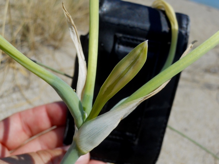 Pancratium maritimum / Giglio marino